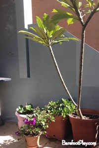 Balcony garden when you live in an apartment Barefoot Play